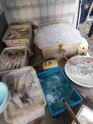 3人非法捕捞水产品200余公斤,被宝山警方成功抓获